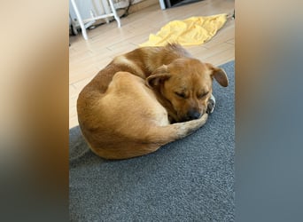 Jax sucht sein Zuhause