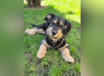 Zara sucht Ihr Zuhause