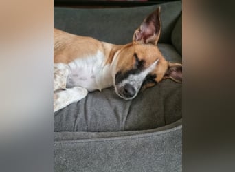 Zauberhafte Jane sucht Körbchen für immer