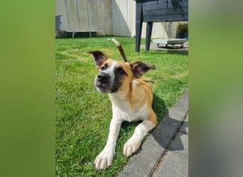 Zauberhafte Jane sucht Körbchen für immer