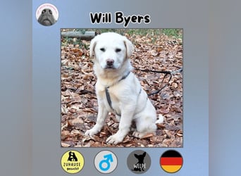 Will sucht sein Zuhause