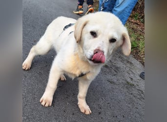 Will sucht sein Zuhause