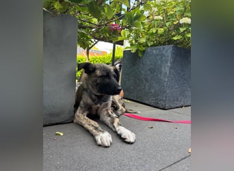 6 Monate alte Skadi sucht Familie mit Herz