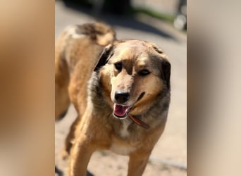 Abby sucht Herzdame ohne Herzbube, gerne mit Garten