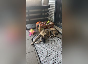 6 Monate alte Skadi sucht Familie mit Herz