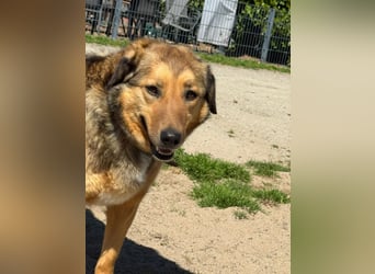 Abby sucht Herzdame ohne Herzbube, gerne mit Garten