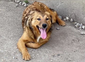 Abby sucht ihr Zuhause