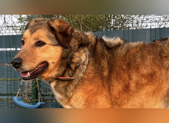 Abby sucht ihr Zuhause