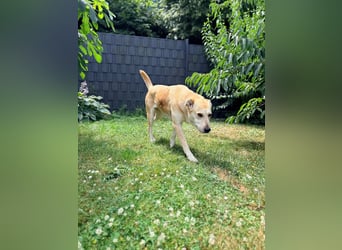 Vanilla - süße Junghündin auf der Suche nach Liebe