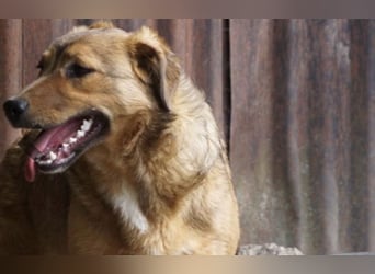 Abby sucht ihr Zuhause