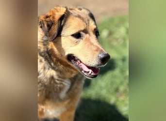 Abby sucht ihr Zuhause