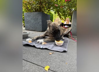 6 Monate alte Skadi sucht Familie mit Herz