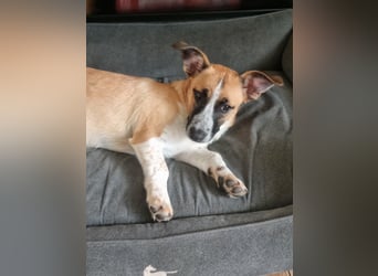 Zauberhafte Jane sucht Körbchen für immer