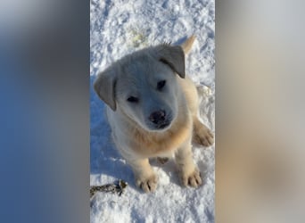 Will sucht sein Zuhause