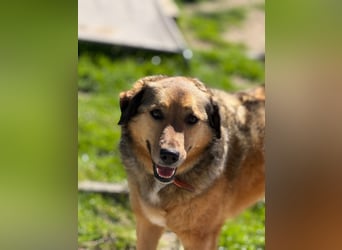 Abby sucht Herzdame ohne Herzbube, gerne mit Garten