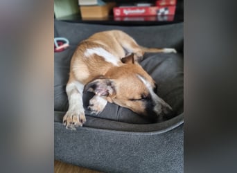 Zauberhafte Jane sucht Körbchen für immer