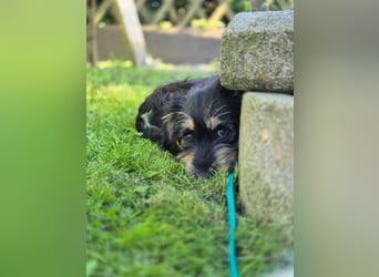 Zara sucht Ihr Zuhause