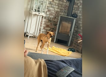 Jax sucht sein Zuhause