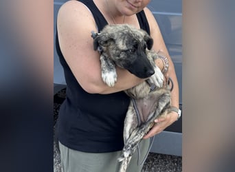 6 Monate alte Skadi sucht Familie mit Herz