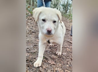 Will sucht sein Zuhause