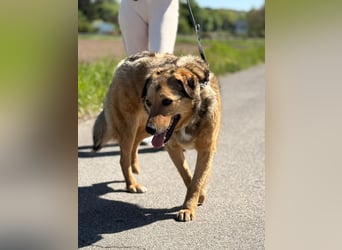 Abby sucht ihr Zuhause