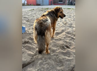 Abby sucht Herzdame ohne Herzbube, gerne mit Garten