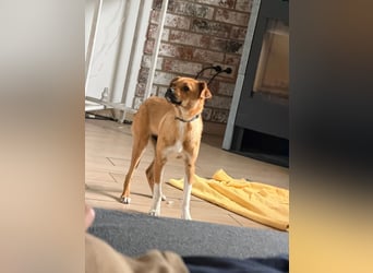 Jax sucht sein Zuhause