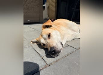 Vanilla - süße Junghündin auf der Suche nach Liebe