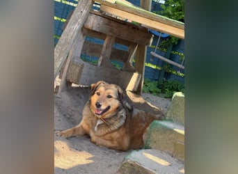 Abby sucht ihr Zuhause