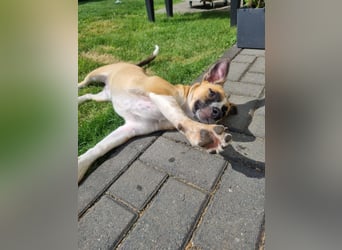 Zauberhafte Jane sucht Körbchen für immer