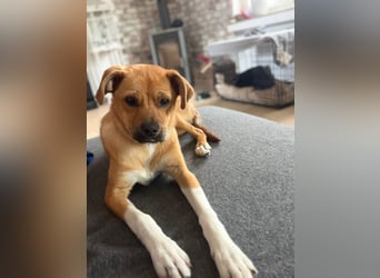 Jax sucht sein Zuhause