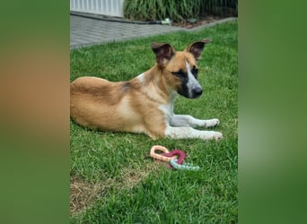 Zauberhafte Jane sucht Körbchen für immer