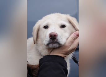 Will sucht sein Zuhause