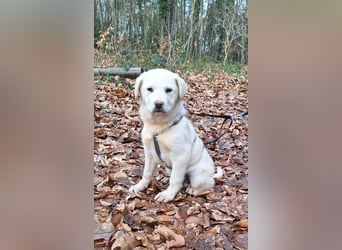 Will sucht sein Zuhause