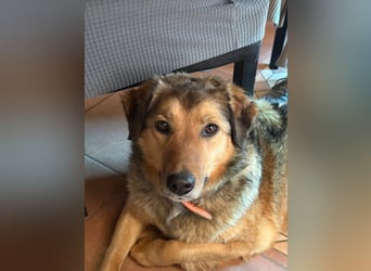 Abby sucht Herzdame ohne Herzbube, gerne mit Garten