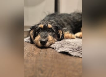 Zara sucht Ihr Zuhause