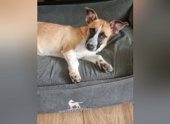 Zauberhafte Jane sucht Körbchen für immer