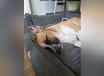 Zauberhafte Jane sucht Körbchen für immer