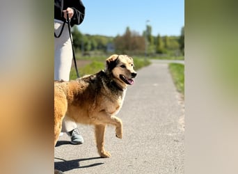 Abby sucht Herzdame ohne Herzbube, gerne mit Garten