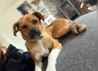 Jax sucht sein Zuhause