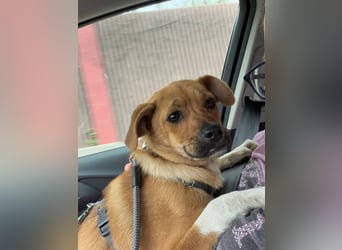 Jax sucht sein Zuhause