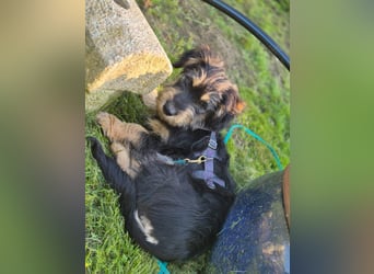 Zara sucht Ihr Zuhause