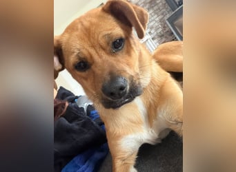 Jax sucht sein Zuhause