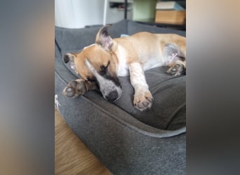 Zauberhafte Jane sucht Körbchen für immer