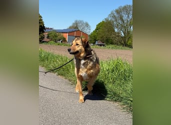 Abby sucht Herzdame ohne Herzbube, gerne mit Garten
