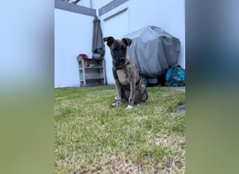 6 Monate alte Skadi sucht Familie mit Herz