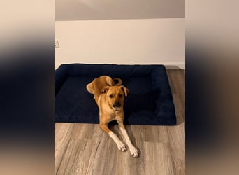 Jax sucht sein Zuhause