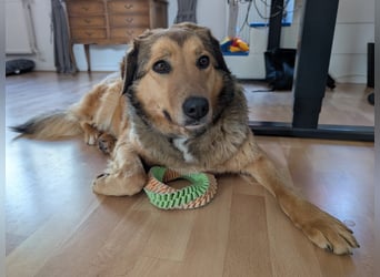 Abby sucht Herzdame ohne Herzbube, gerne mit Garten