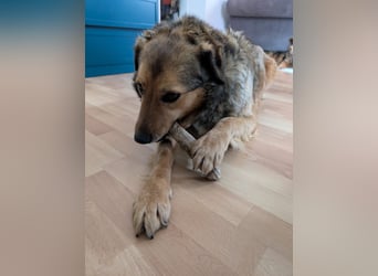 Abby sucht Herzdame ohne Herzbube, gerne mit Garten