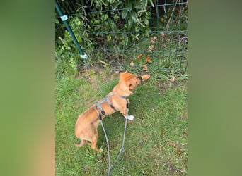 Jax sucht sein Zuhause